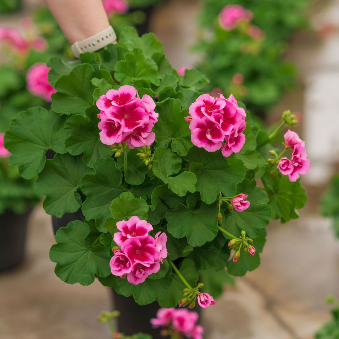 Geranium – Calliope Large Rose Mega Splash – 10″ Patio Pot